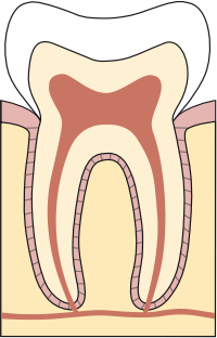 healthy gums and teeth